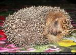 Riccio