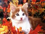 Gatto