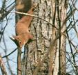 Lo scoiattolo che si era arrampicato sul cedro